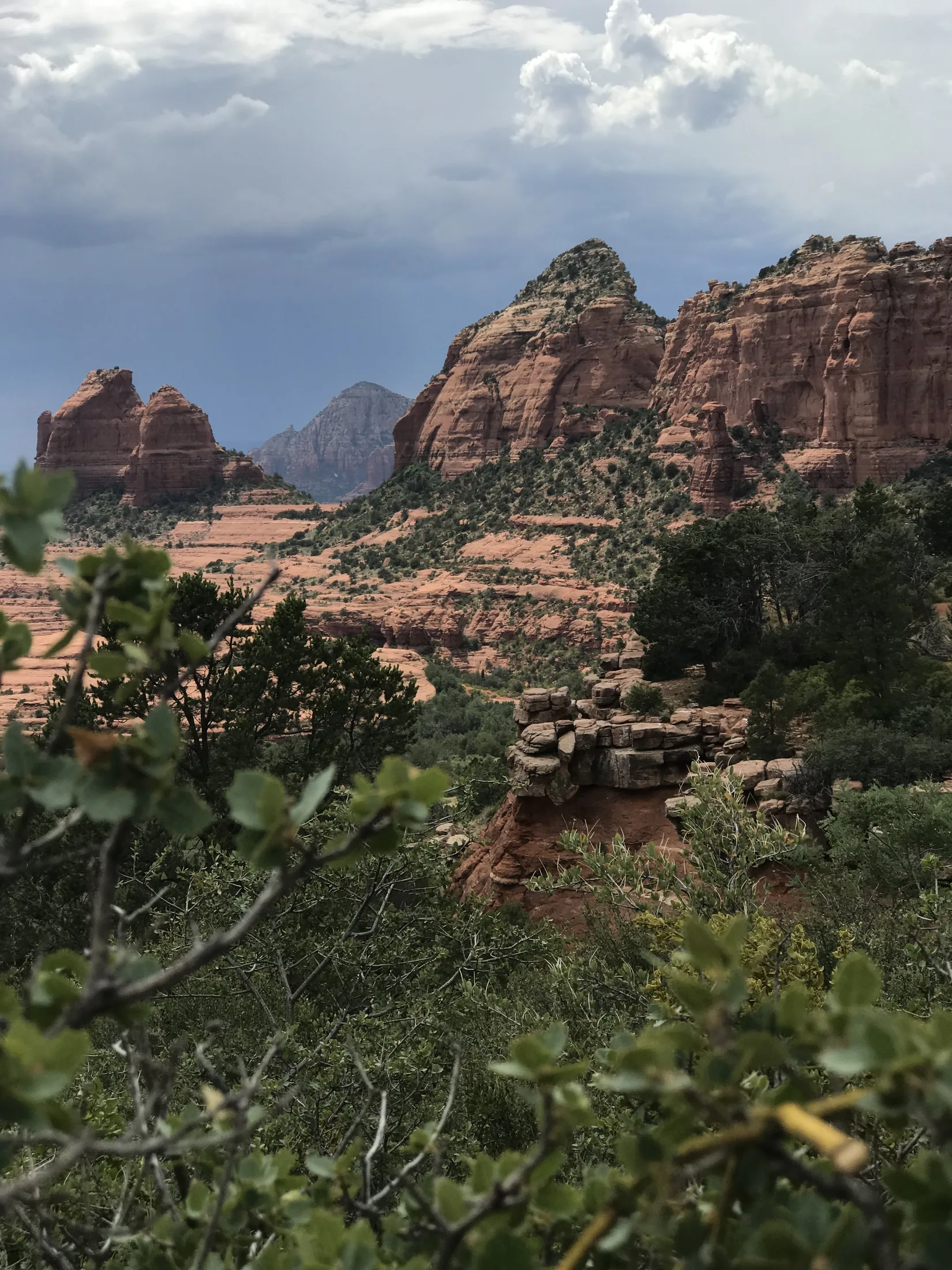 Vertical view through foreground leaves toward Sedona red-rock formations